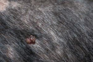 Skin Tag on a dog