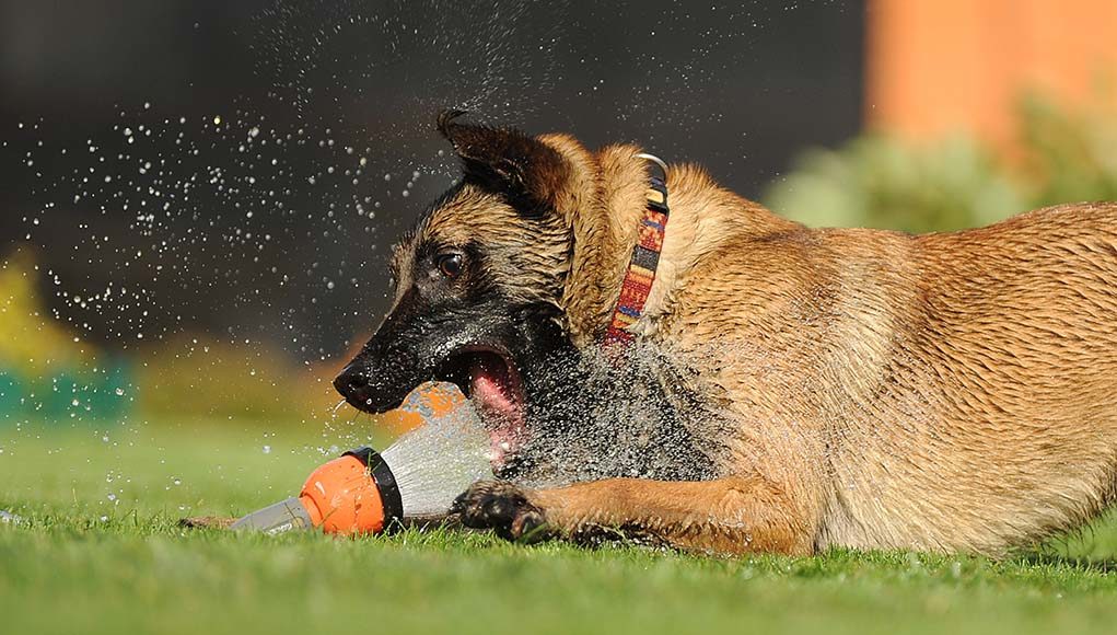 The Guide to Water Intoxication in Dogs