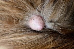 Transmissible Venereal Tumor on a dog