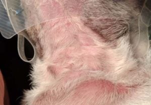 Urticaria (Hives) on a dog