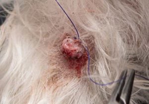 Wart on a dog