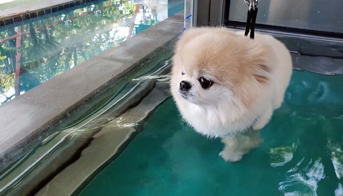 dog water treadmill