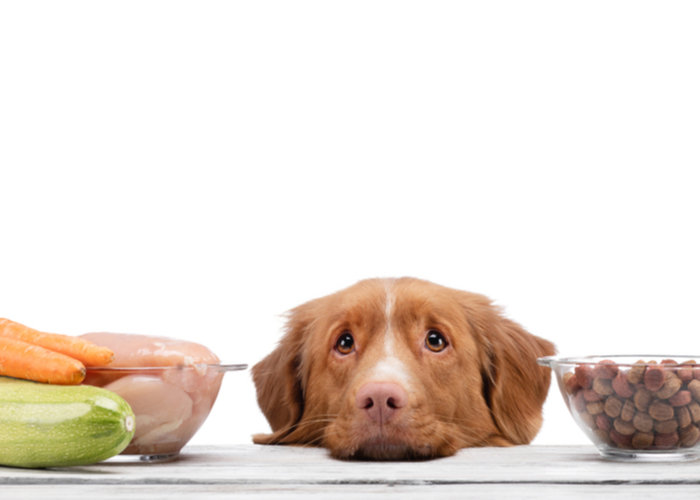 choosing a dog food