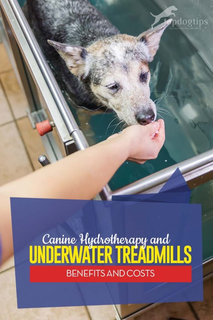 water therapy for dogs at home