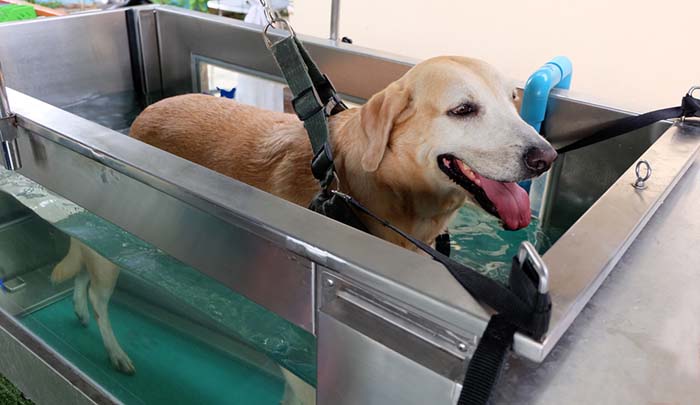 water treadmill for dogs