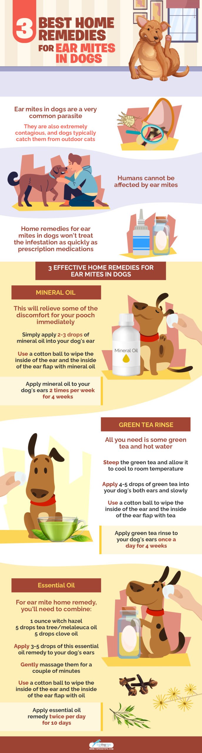 Home Remedies for Ear Mites in Dogs 