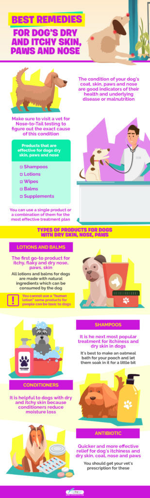 Best Remedies for Dog's Dry and Itchy Skin, Paws, and Nose Infograpphic