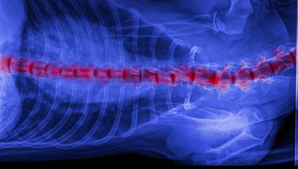 Slipped Disc in Dogs - Causes and Treatment