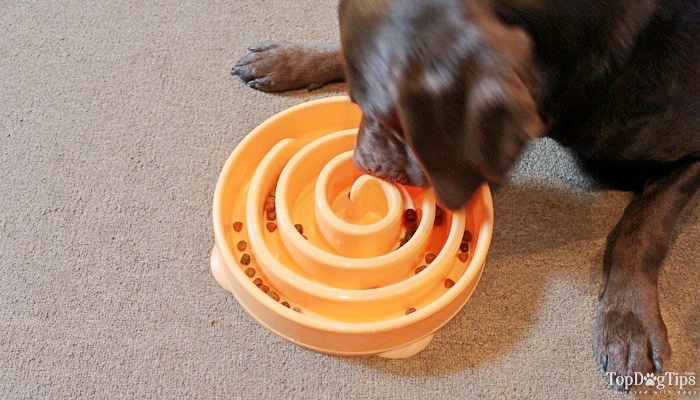 dog eating kibble