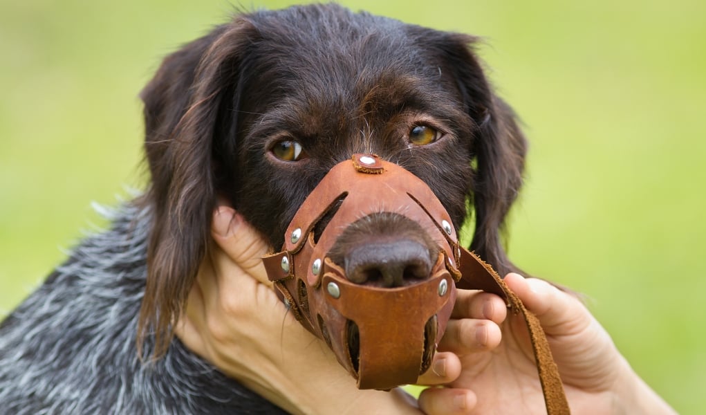 An aggressive dog with a dog muzzle