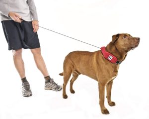 release n run dog leash