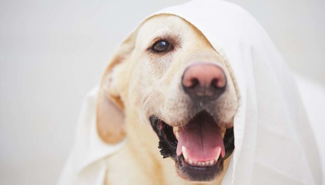 20 Labrador Retriever Facts You Never Knew