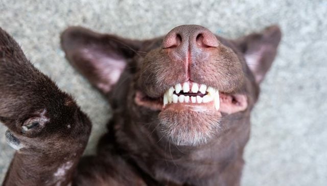 40 Tips On How to Make Your Dog Happy & Be the Best Dog Owner Ever