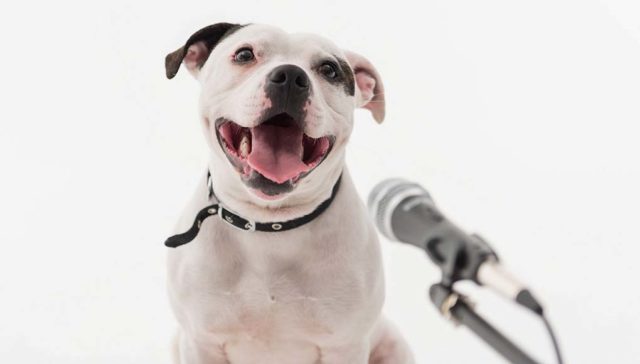 7 Tips for Launching a Pets Podcast featured image