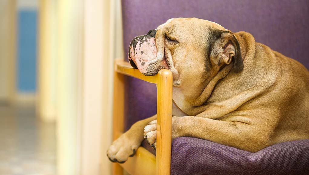 8 Ways to Encourage a Lazy Dog to Exercise