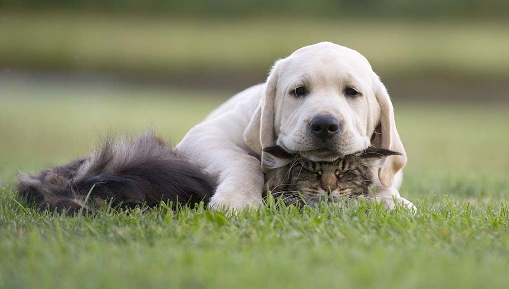 8 Ways to Make Your Dogs and Cats Get Along