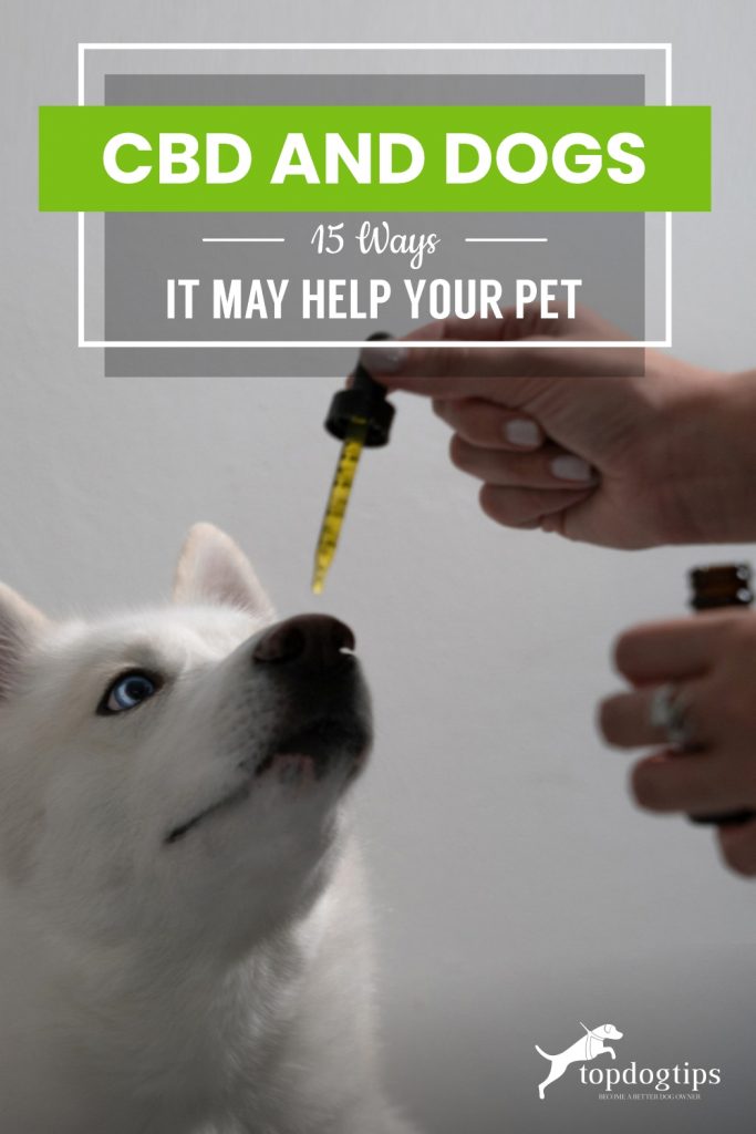 CBD and Dogs _15 Ways It May Help Your Pet