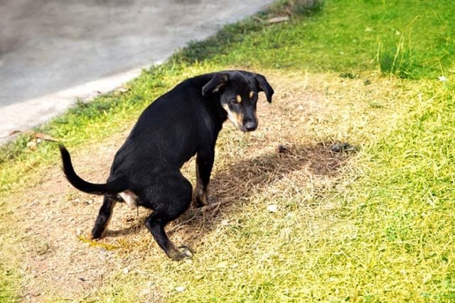 Dog Urine Killing Grass - 10 Ways to Fight or Prevent This