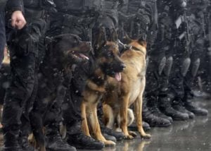 History of K-9 Officers (Police Dog Units)