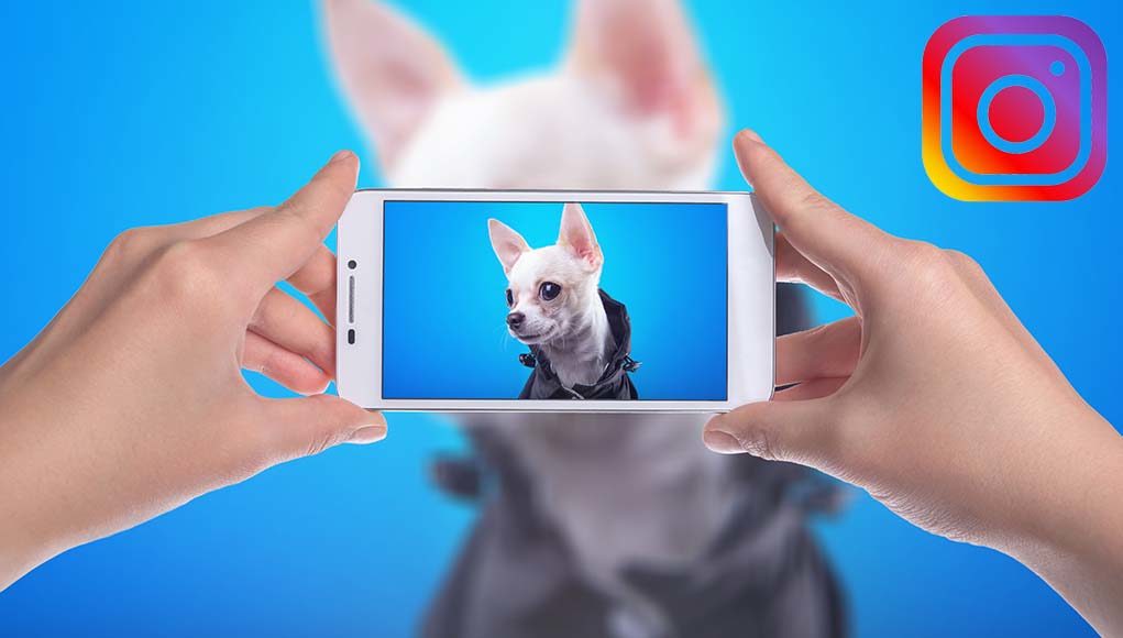 How to Make Your Dog Instagram Famous