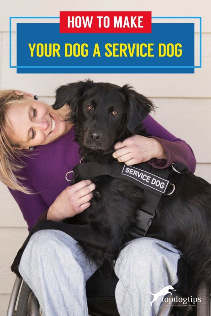 How to Make Your Dog a Service Dog