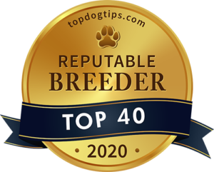 Reputable Dog Breeder 2020