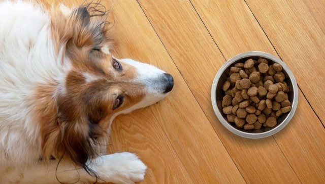 Brown and white dog lying on a wooden floor near dog food bowl filled with kibble