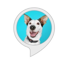 big bark alexa skills for dogs and dog owners