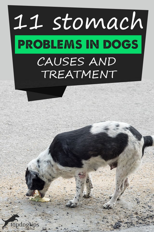 11 Stomach Problems In Dogs