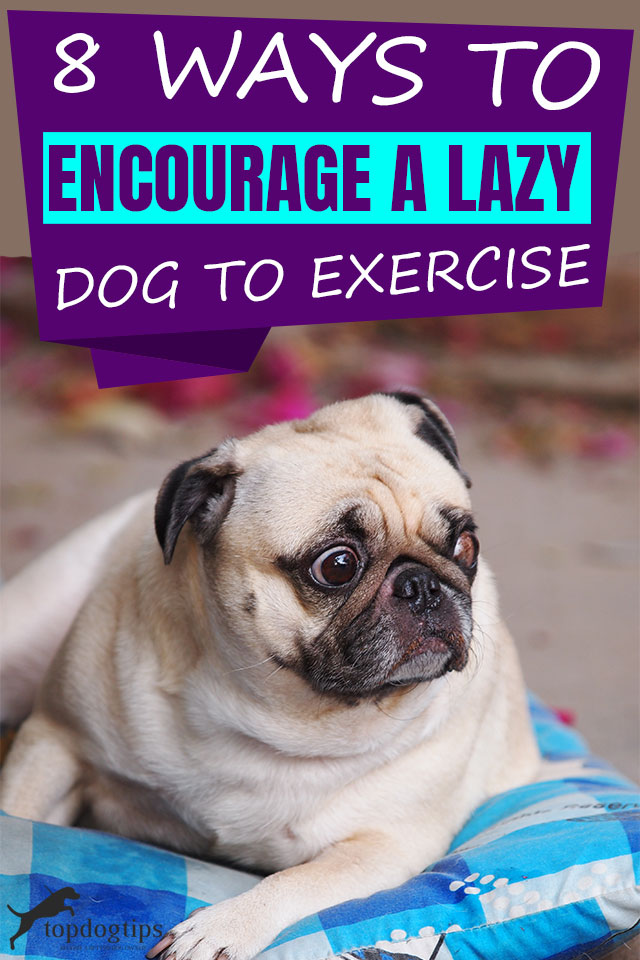 Ways To Encourage A Lazy Dog To Exercise