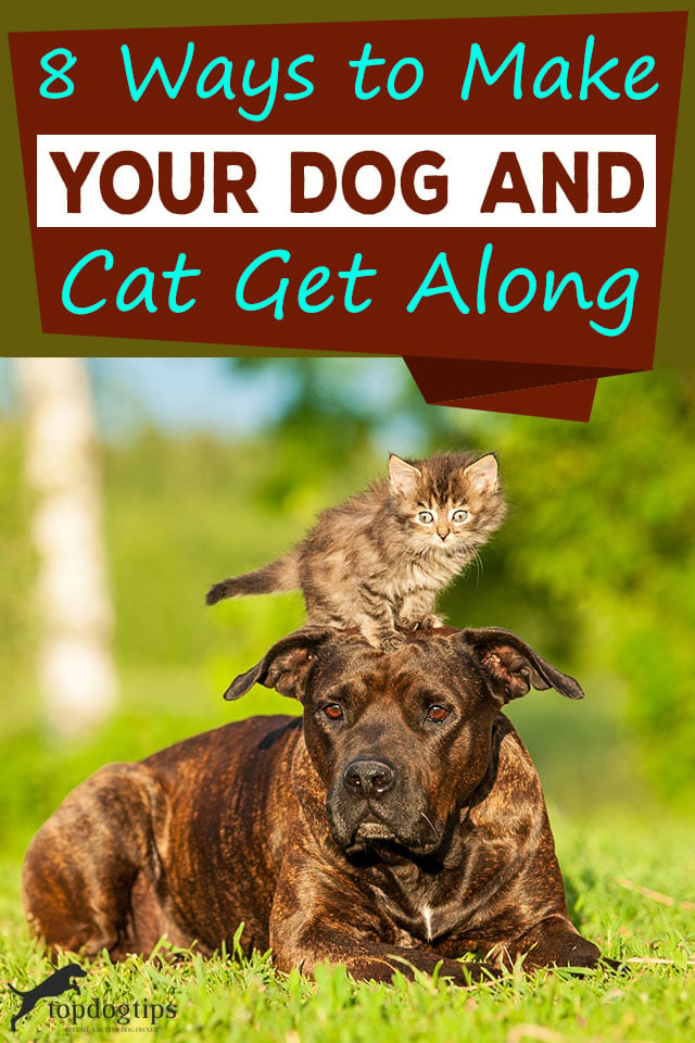 Ways To Make Your Dog And Cat Get Along