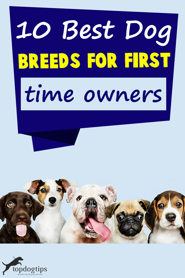 Best Dog Breeds For First Time Owners