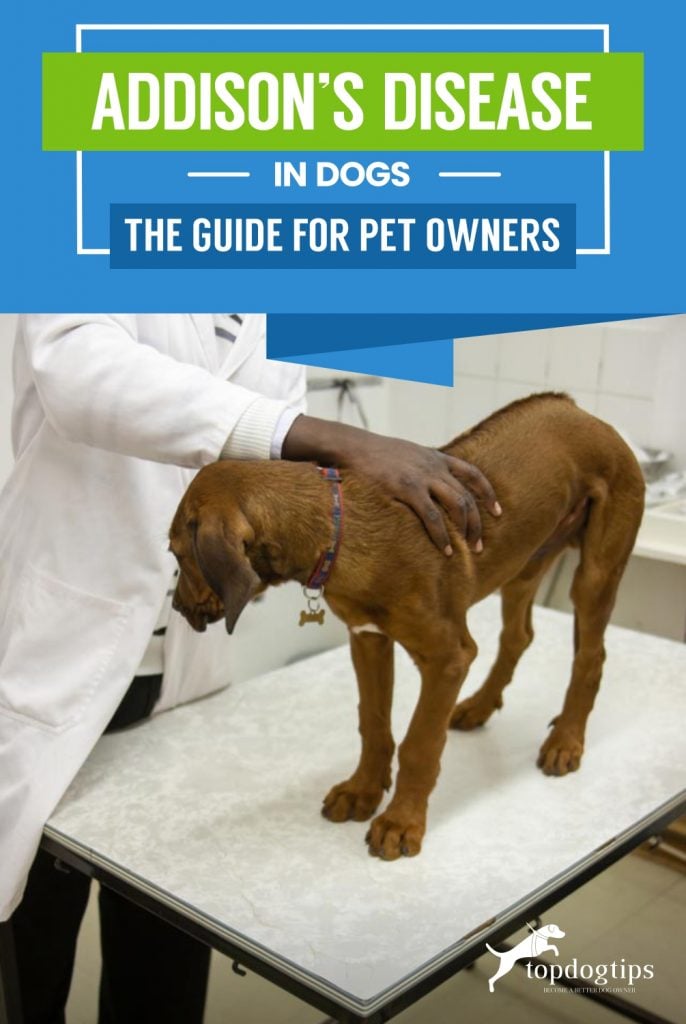 Addisons Disease in Dogs