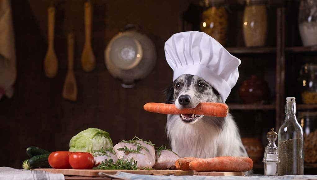 13 Great Books for Homemade Dog Food Beginners