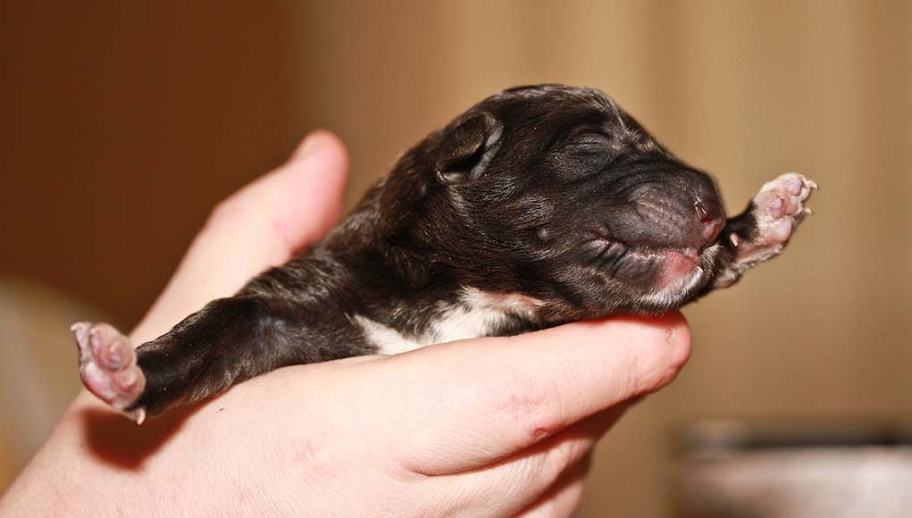 20 Dog Pregnancy Tips for a Successful Birth