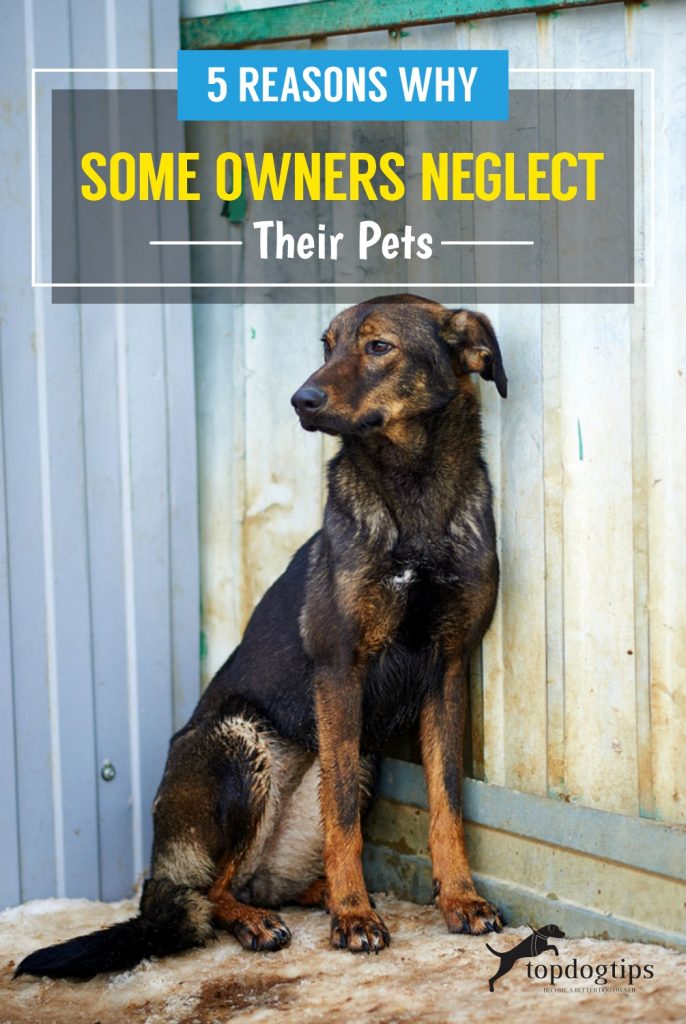 5 Reasons Why Some Owners Neglect Their Pets