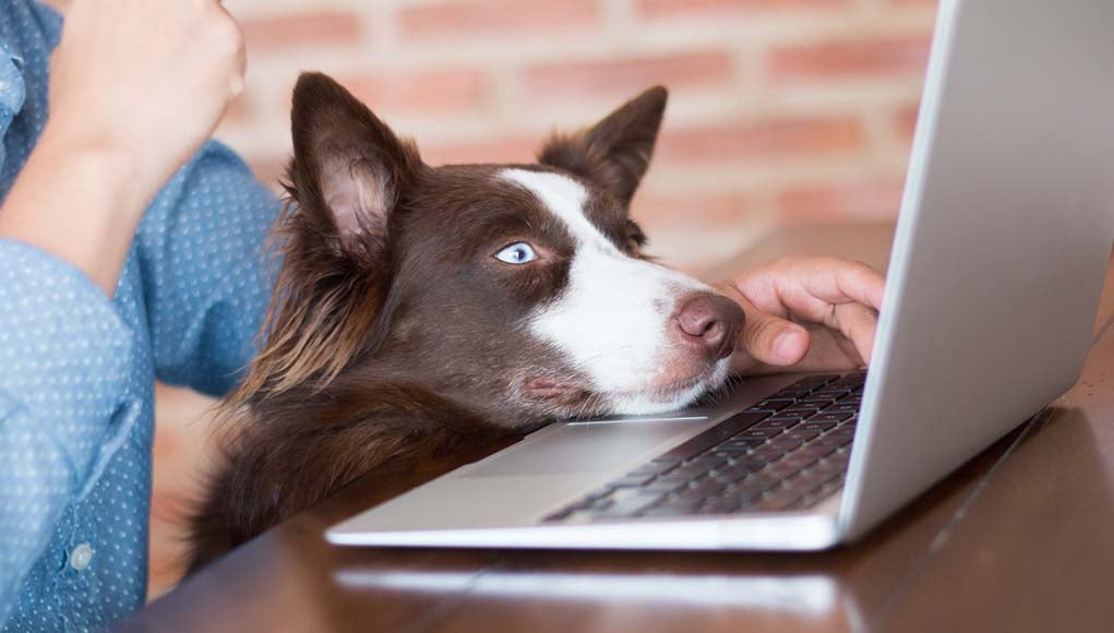 5 Things You Learn Running a Pets Website