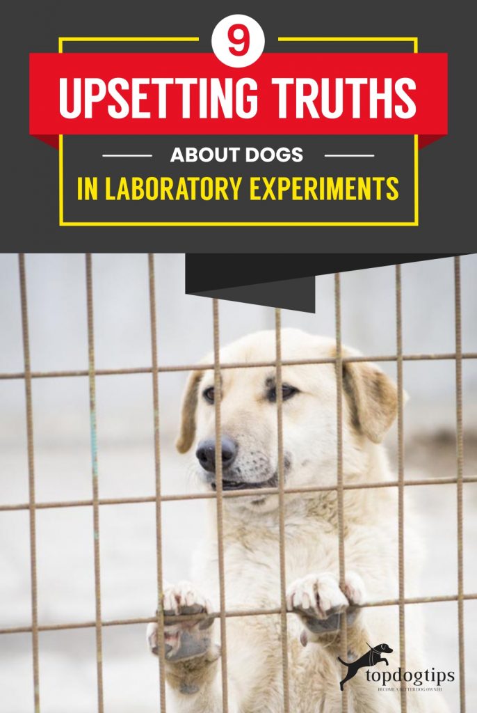 9 Upsetting Truths About Dogs in Laboratory Experiments