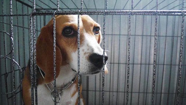 9 Upsetting Truths About Dogs in Laboratory Experiments