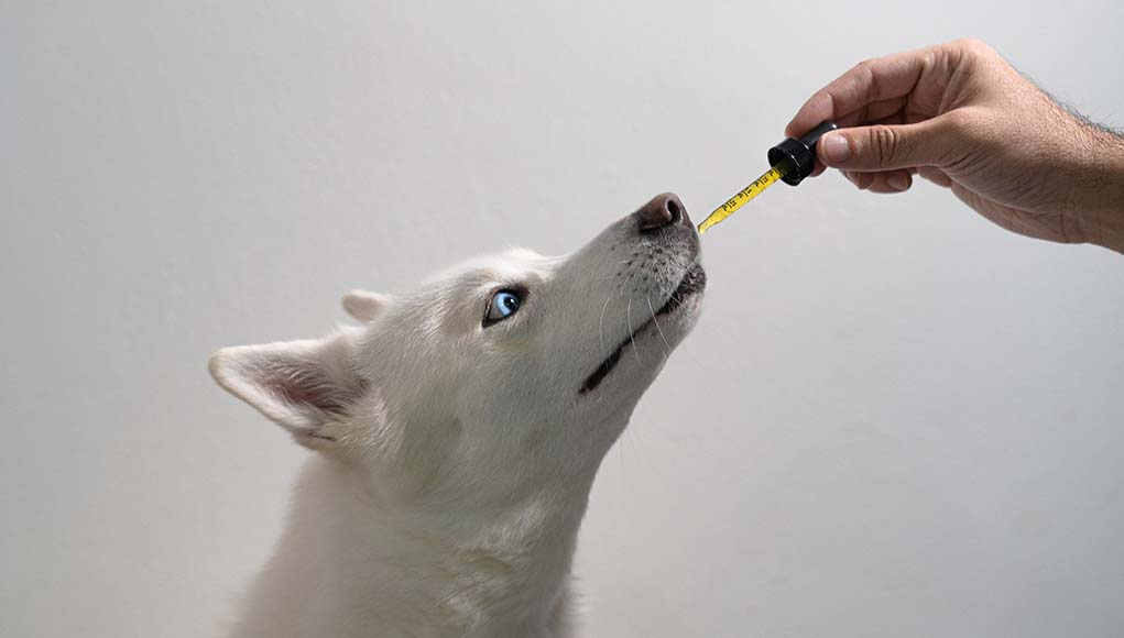 10 Reasons CBD Is Good For Dogs And How To Give It