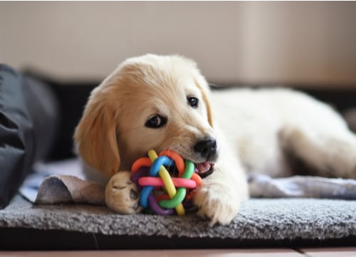 dog chewing on toys