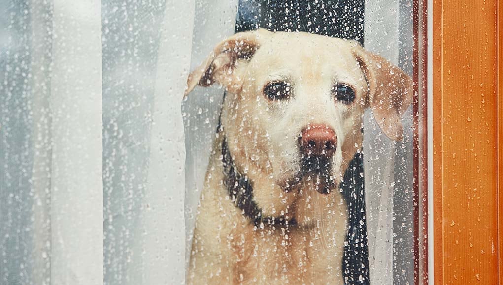 5 Reasons Why Some Owners Neglect Their Pets