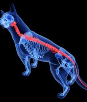 dog spine diagram