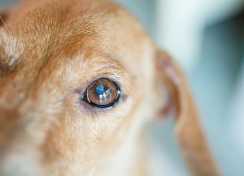 dog with cataract