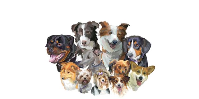 200 Dog Breed Specific Websites features image