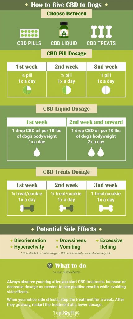 dog cbd infographic