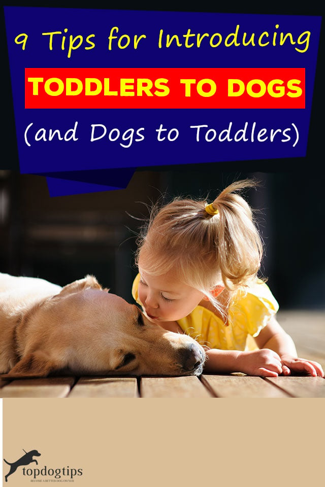 Tips For Introducing Toddlers To Dogs