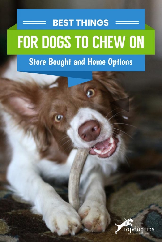 Best Things for Dogs to Chew On (Store Bought and Home Options)