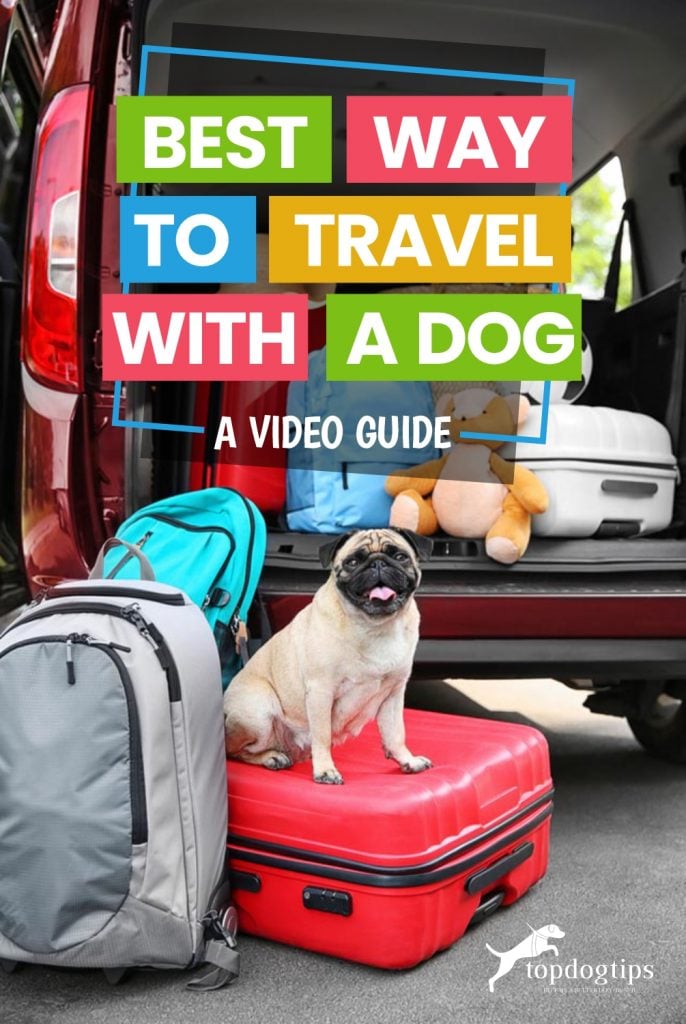 Best Way To Travel with A Dog (A Video Guide)