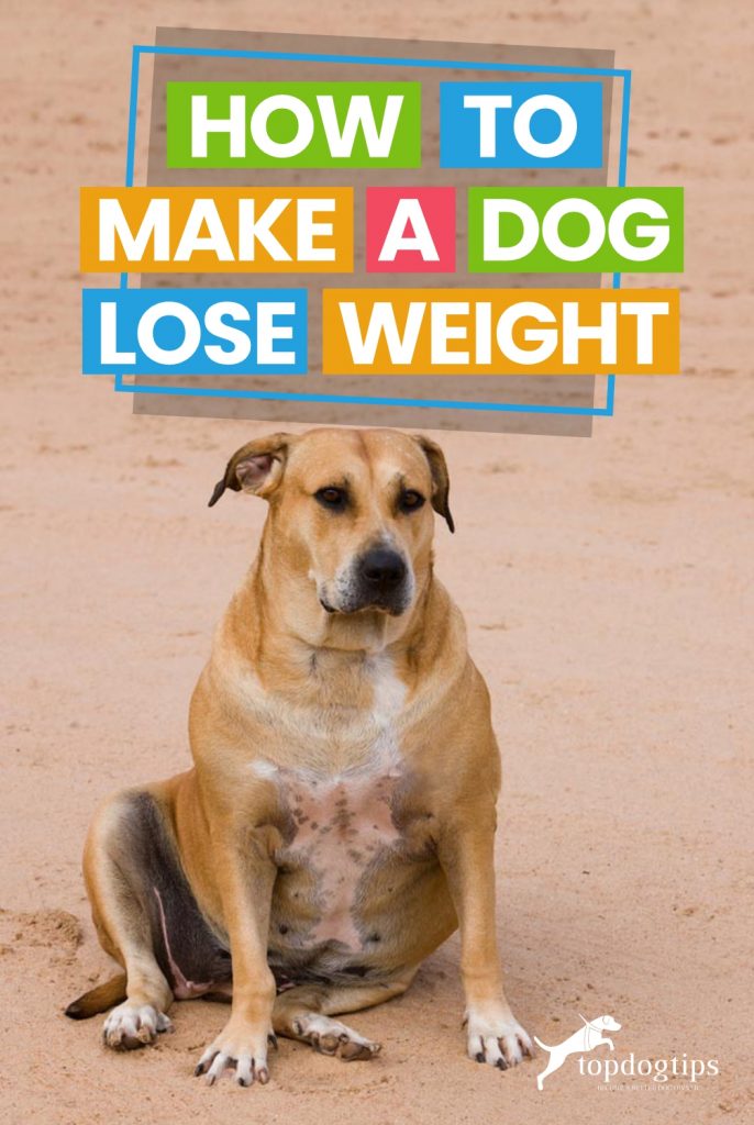 How To Make A Dog Lose Weight